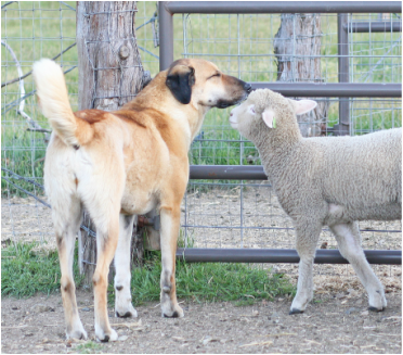 Anatolian Shepherd Lamb