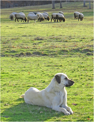Anatolian Shepherd Guarding Sheep