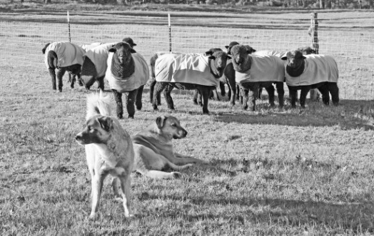 Livestock Guardian Dogs
