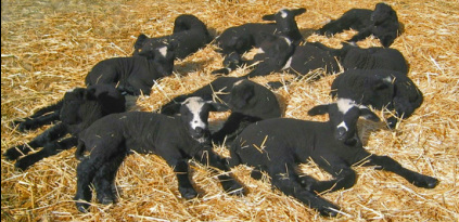 natural colored lambs