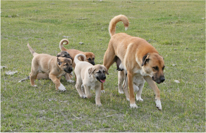 Anatolian Shepherd Dogs