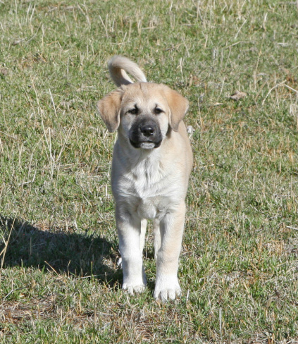 Anatolian Shepherd Puppy